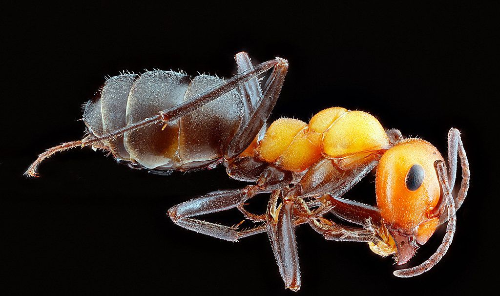 Ant Control service in Scranton, PA