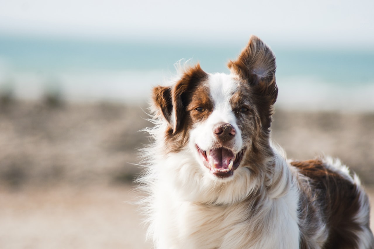 Flea & Tick Control service in Scranton, PA