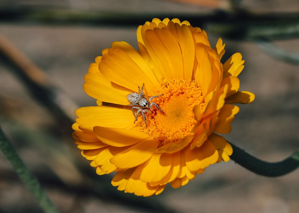 Spider Control service in Scranton, PA